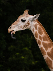 close up of giraffe tongue sticking out