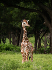 portrait of baby giraffe
