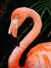 pink flamingo portrait