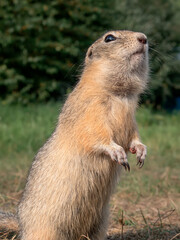 The prairie dog standing on its hind legs and looking at the camera. Close-up, rodents.