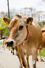 放牧から帰ってきた牛の行列