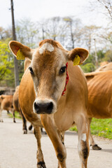 放牧から帰ってきた牛の行列