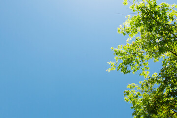 新緑が綺麗な青紅葉の木々と青空