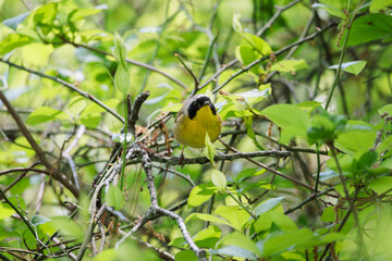 A common yellowthroat (geothlypis trichas) perched on a branch searching for food in Wrentham, MA