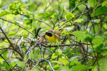 A common yellowthroat (geothlypis trichas) perched on a branch searching for food in Wrentham, MA