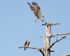 An osprey (pandion haliaetus) landing on top of a tree with a fish next to it's mate