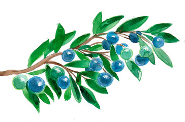 Blueberries on a tree branch. Hand drawn ink and watercolor on paper