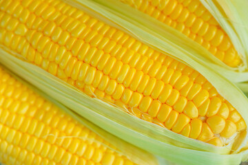 Fresh corn on cobs on rustic wooden table, closeup