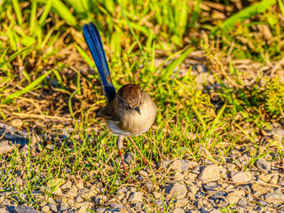Superb Fairy Wren