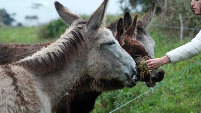 Coastal Connections: Woman Caring and Feeding Donkeys by the Sea - Bonding with Nature
