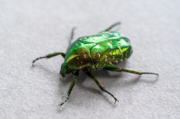 The Green beetle, macro close-up