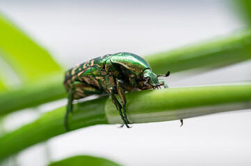 Green beetle crawling on a leaf, macro closeup