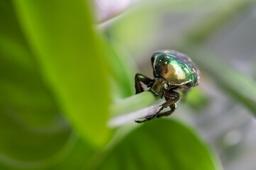 Green beetle crawling on a leaf, macro closeup