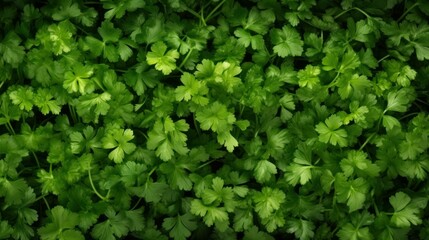 Obraz premium Aromatic Coriander Spice Photorealistic Horizontal Background. Healthy Vegetarian Diet. Ai Generated Hyperrealistic Background with Delicious Flavory Coriander Spice. Generative AI