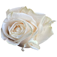  White rose of york