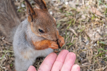 A squirrel in the spring or autumn eats nuts from a human hand. Eurasian red squirrel, Sciurus vulgaris