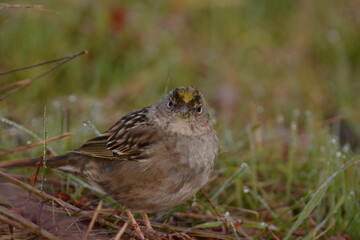 Golden-crowned Sparrow in the grass on a cloudy day