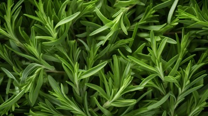 Aromatic Tarragon Herbs Photorealistic Horizontal Background. Healthy Vegetarian Diet. Ai Generated Hyperrealistic Background with Delicious Aromatic Tarragon Herbs. Generative AI