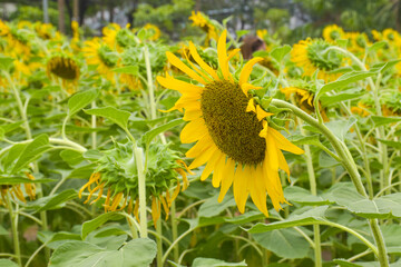 Yellow sunflowers bloom with beautiful petals in the garden of Bangkok, Thailand.