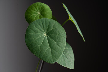 Fototapeta na wymiar Stephania Erecta caudex leaf close up with isolated black background.