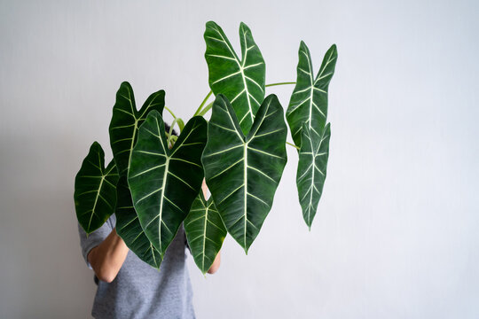 Man holding bushy Alocasia Green Velvet plant with isolated white background.