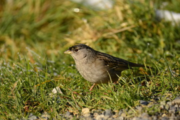 Golden-crowned Sparrow in the grass
