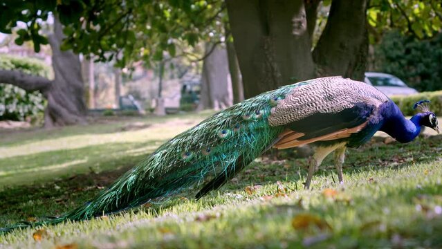 Relaxed male peacock walks in public park with elegant green tail on ground