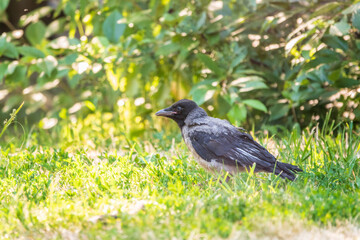Black crow walks on green lawn. Raven on grass. Wild bird on meadow.