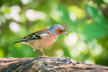 Common chaffinch, Fringilla coelebs, sits on a branch in spring on green background. Common chaffinch in wildlife.