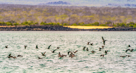 A colony of seabirds feeding in Galapagos Islands (Brown Noddy Tern)