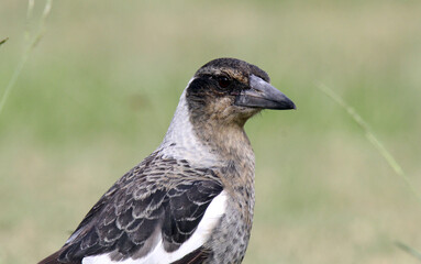 Close up portrait of an Australian magpie bird