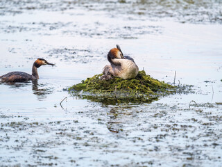 A pair of water birds, Great Crested Grebe, feeding chick at nest.