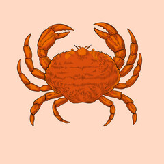 Vector vintage crab drawing. Hand drawn seafood illustration. Great for menu, poster or label. 