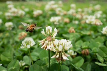 bee on a flower