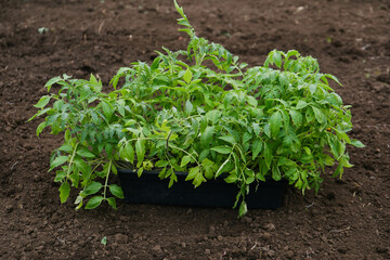 Tomato seedlings in a box on the ground before planting.