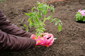 Women's hands hold tomato seedlings in their hands before planting against the background of the soil
