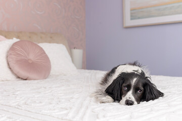 adorable sleepy springer spaniel lying on bed in pink wallpaper bedroom - beautiful sad black and white dog with pink pillows and white sheets