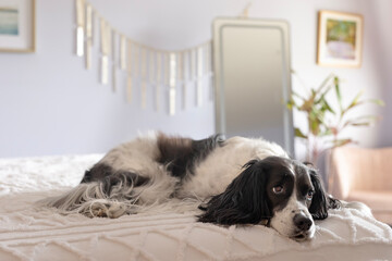Fototapeta na wymiar adorable springer spaniel lying on bed in blue bedroom - beautiful black and white dog with mirror, pink chair, and wallhanging