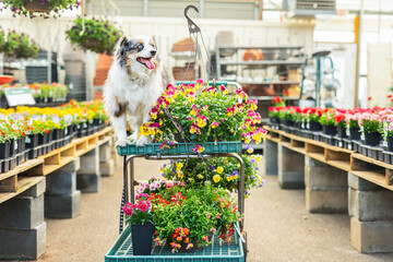 beautiful blue eyed mini aussie with tongue out sitting on shopping cart with hanging basket...