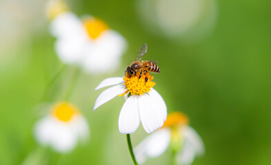 bee on a flower