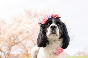 beautiful black and white springer spaniel wearing flower crown and flower dog collar sitting on grass next to pink cherry blossom trees in springtime