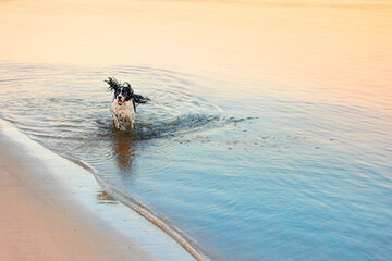 happy springer spaniel jumping out of water on beach coast at sunset with blue and yellow...