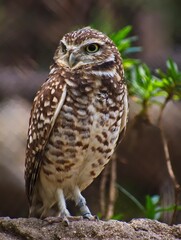 Burrowing Owl