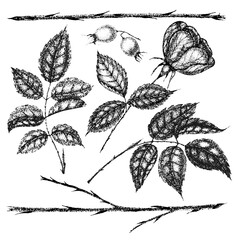 Collection of vintage flowers, leaves and berries of wild rose. Rose hip hand drawn, sketches, pointillism style.