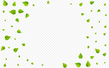 Olive Leaves Fly Vector Transparent Background