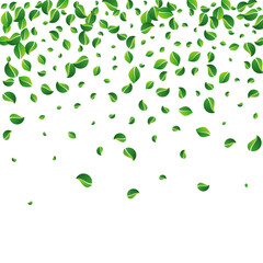 Mint Leaf Tea Vector White Background. Ecology