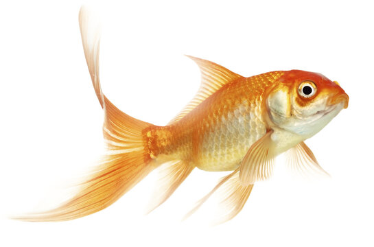 Goldfish Images – Browse 141,462 Stock Photos, Vectors, and Video | Adobe  Stock