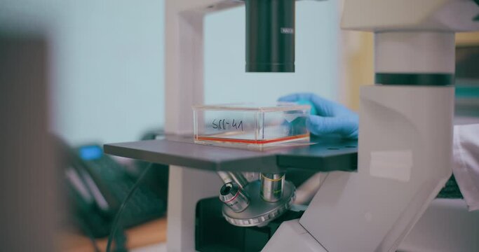 Scientist Working in Medical Laboratory Cancer Research Covic 19 Pandemic