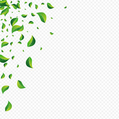 Forest Foliage Abstract Vector Transparent