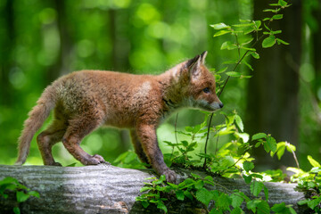 Red fox, vulpes vulpes, small young cub in forest on tree stump. Wildlife scene from nature